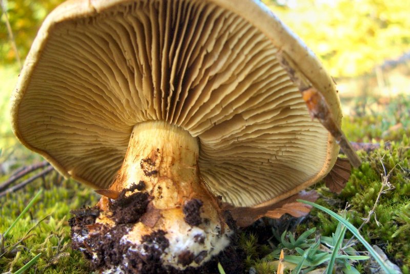 conferma per Cortinarius splendens